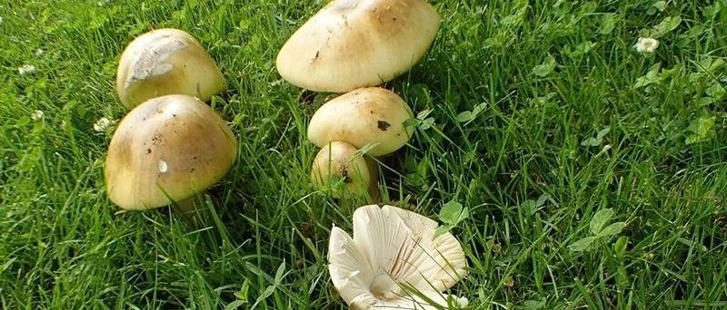岛上新增2例！小心啦，维多利亚再现毒蘑菇！！周末去哪玩？内附感恩节玩耍攻略…