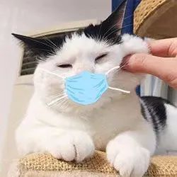 维多利亚
