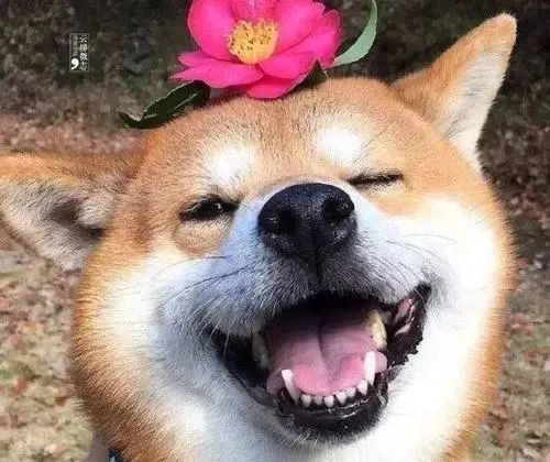 维多利亚 维多利亚