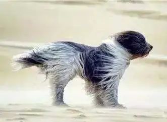 维多利亚