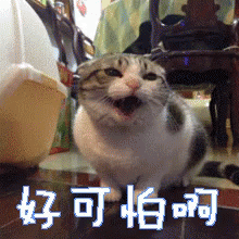 维多利亚 维多利亚