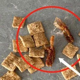 Costco沙拉被紧急召回，里面有塑料金属！还有麦片吃出啃过的虾尾…