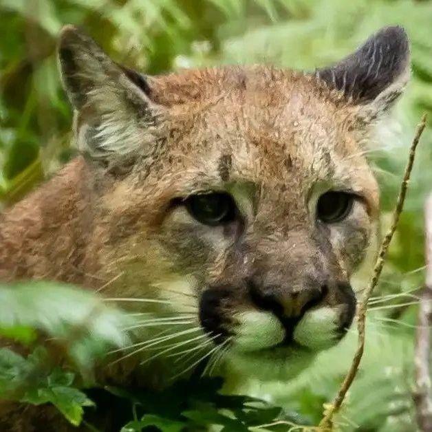 美洲狮警告!!岛上这里出现了美洲狮。。。