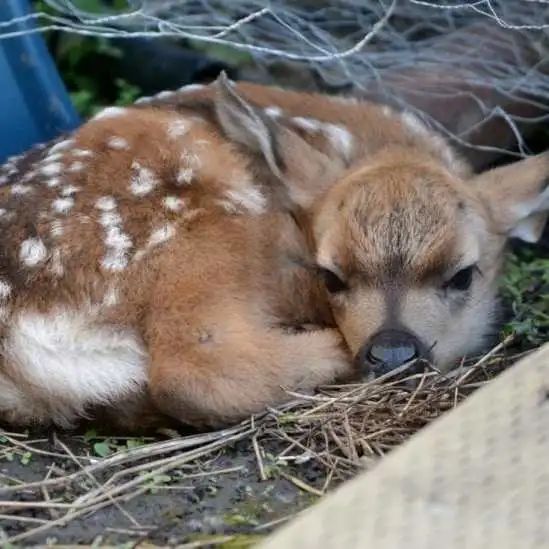 生活 | 家中常出现松鼠、浣熊还有小鹿在后院栖息？快来看看请走这些“不速之客”的秘籍吧！！