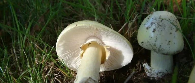 Attention!维多利亚发现世界最毒死帽菇??!震惊!警方从骑车小伙口袋里搜出26英寸长剑!