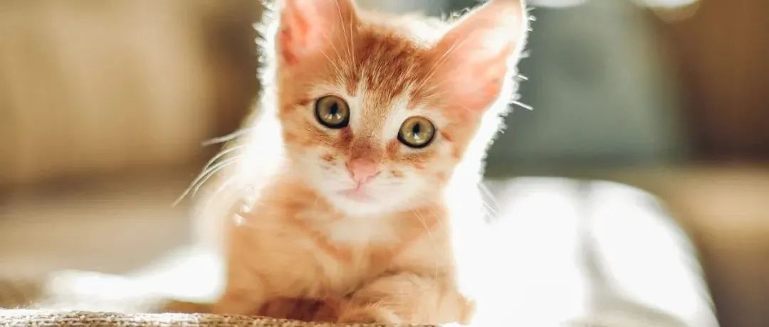 宠物 | 维多利亚宠物领养限时50% OFF!猫咪不到$100就可领回家!