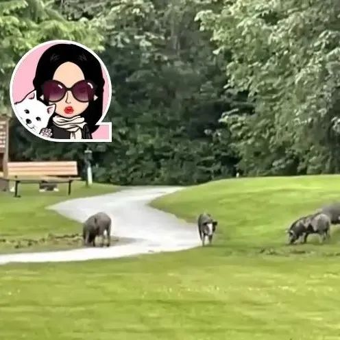 哭笑不得！有一群猪闯入了温岛的高尔夫球俱乐部！点赞，热心市民在Sidney水域救起溺水者！