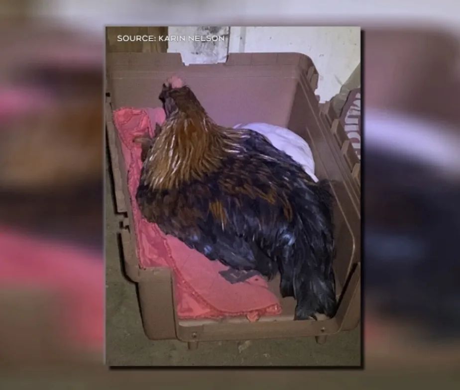 维多利亚 维多利亚