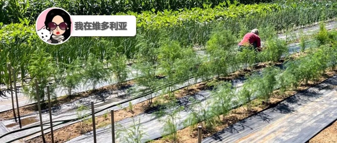 太难得!维多利亚本地家族农场经营超过100年!皇家骑警急寻失踪的21岁红发少年!