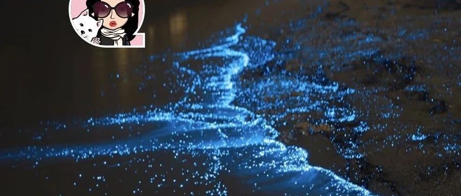 干货|绝了!一起来体验BC省的神奇荧光海浪吧!