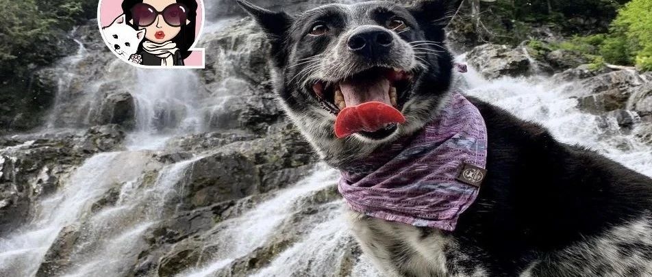干货|什么?!加拿大境内最大的瀑布竟然是在温哥华岛上!