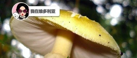 新闻|小心!Oak Bay发现毒蘑菇!Downtown公交站可能关闭~