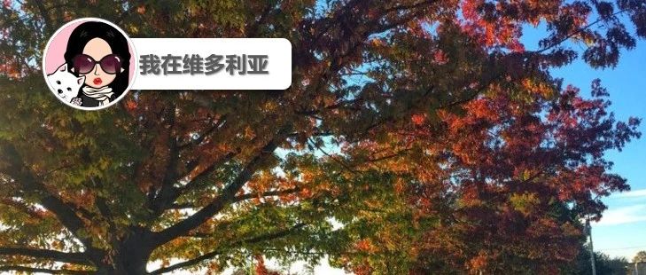 新闻|Costco购物新挑战!Langford交通拥堵因新学校建设加剧!维多利亚被评为秋季旅游首选地~