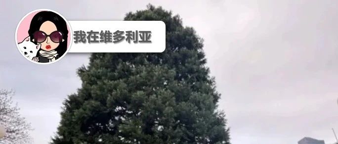 新闻|什么?维多利亚Centennial Square标志性巨杉将被移除?你怎么看?Nanaimo将举办裸体蹦极活动!